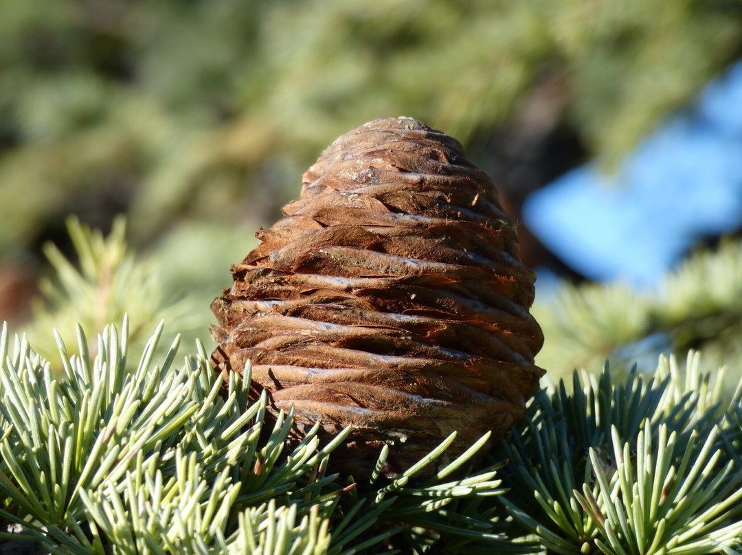 Soldiers Memoral Reserve-霍巴特必去景点