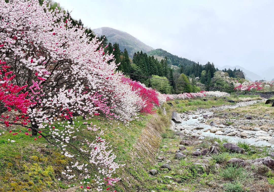 Hanamachi no Sato-阿智村必去景点
