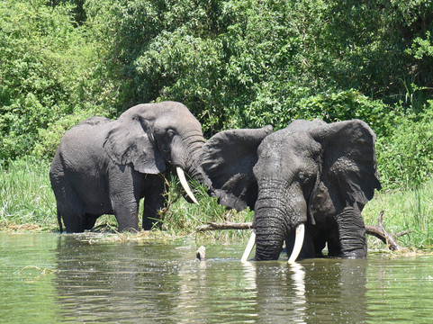 Pamoja Tours & Travel-恩德培必去景点