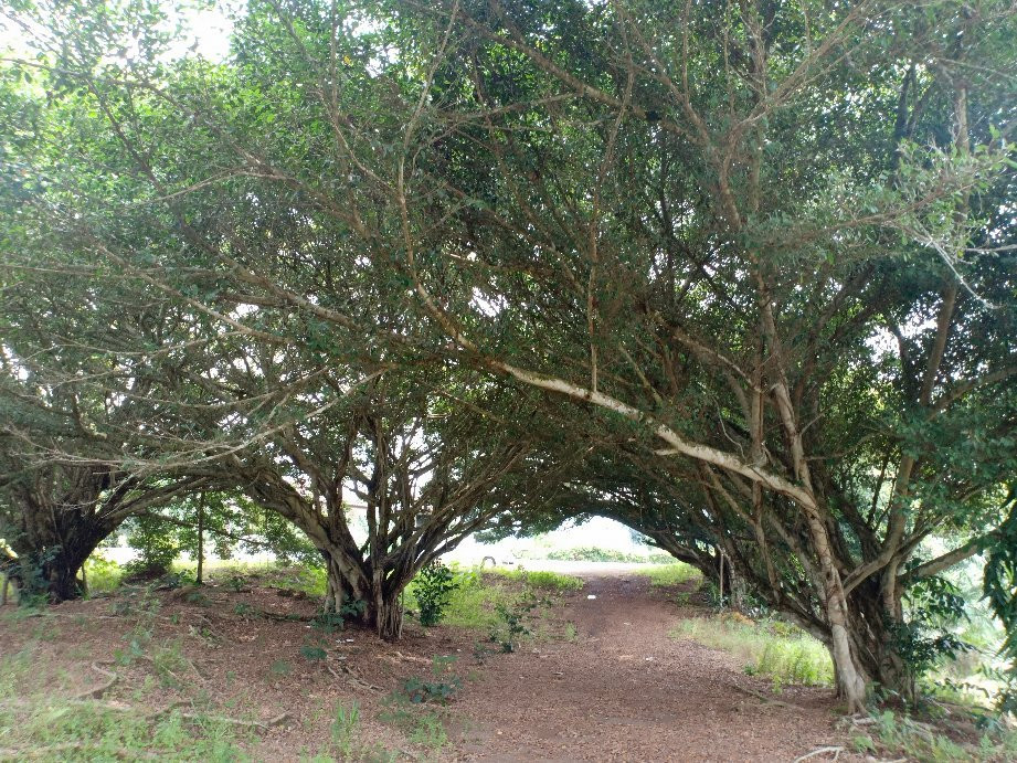 Kampung Baharu Sungai Lui旅游攻略图片