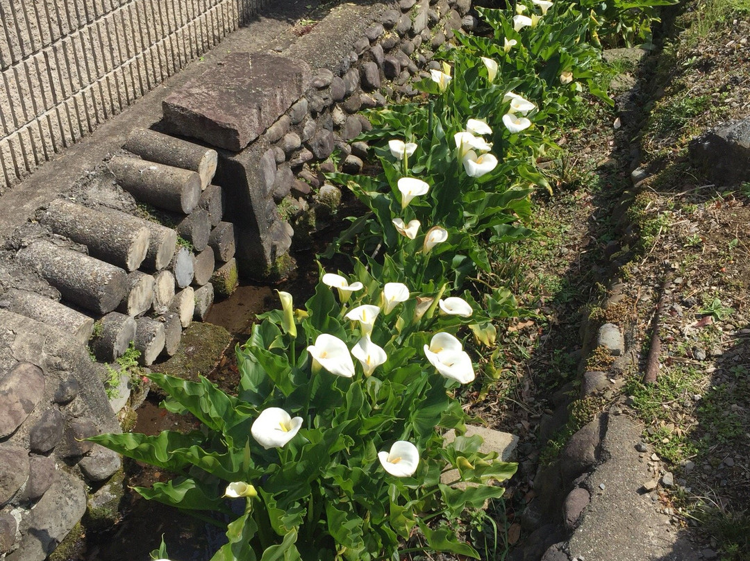 Masugata no Ike Group of Springs/Otaka no Michi-国分寺市必去景点