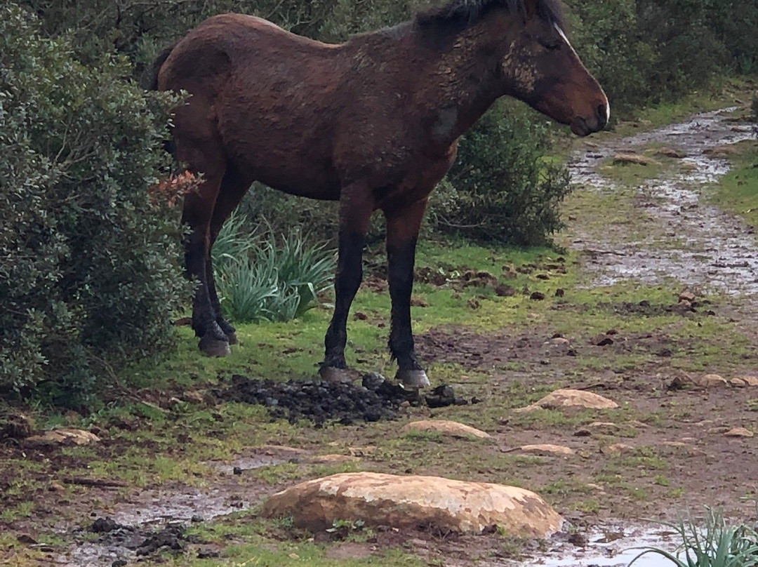 Giara di Gesturi - Escursioni a Cavallo景点图片