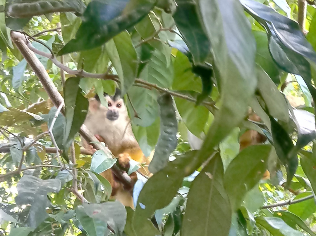Osa Mangrove Tours景点图片