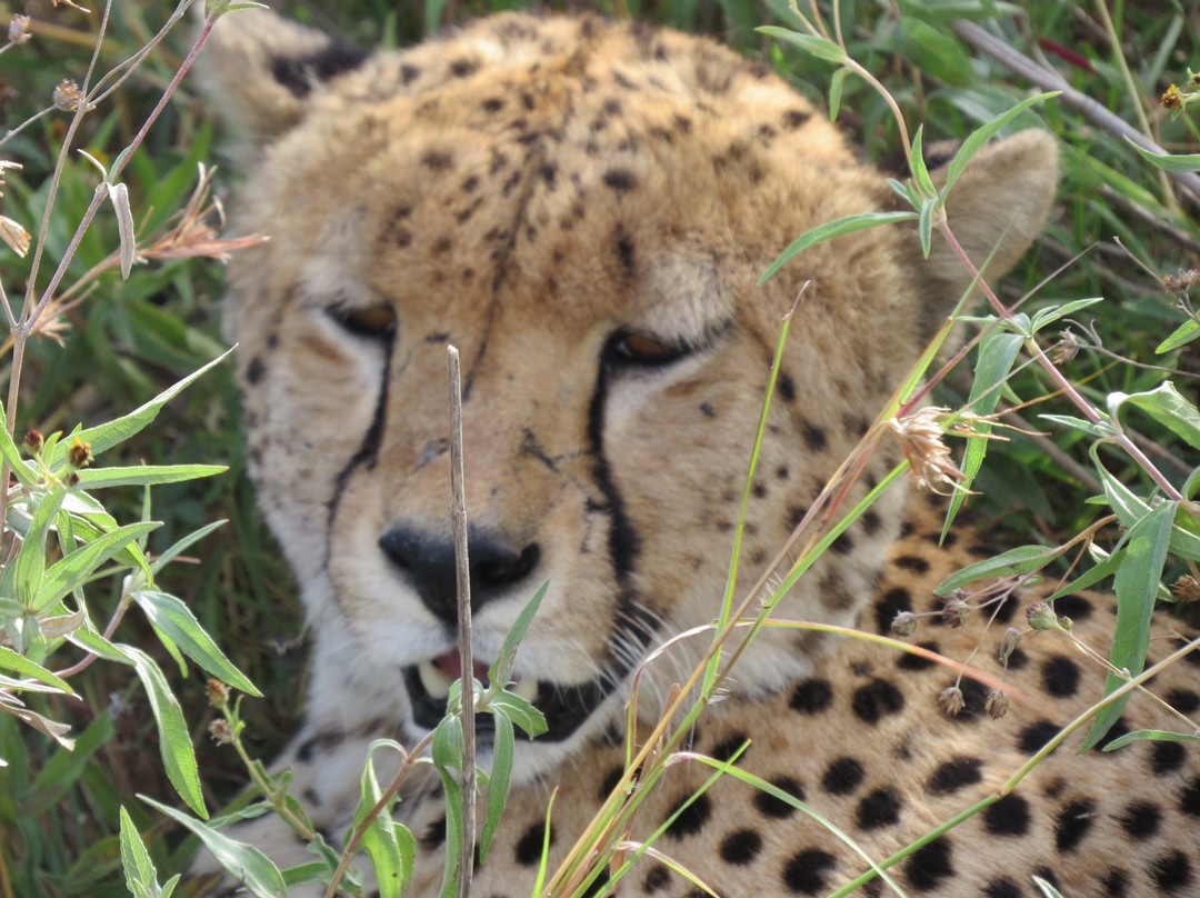 Beauty Safari Experience-姆万扎必去景点