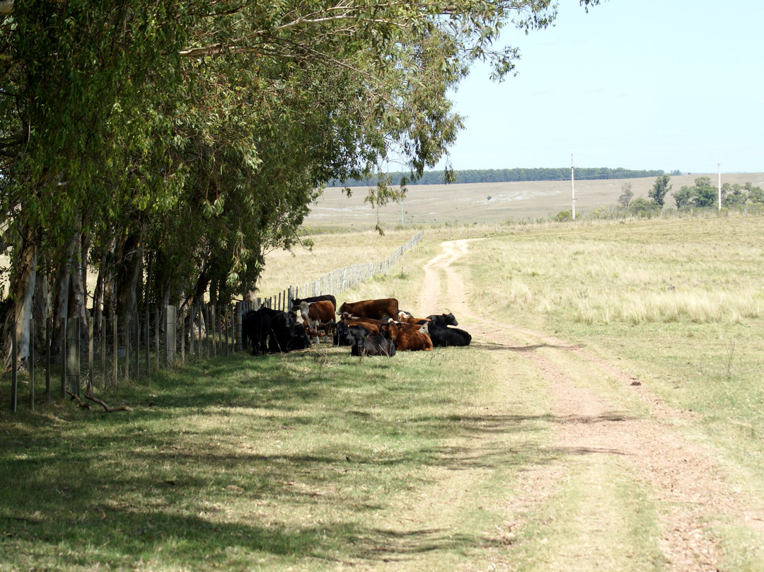 Estancia Los Platanos主图