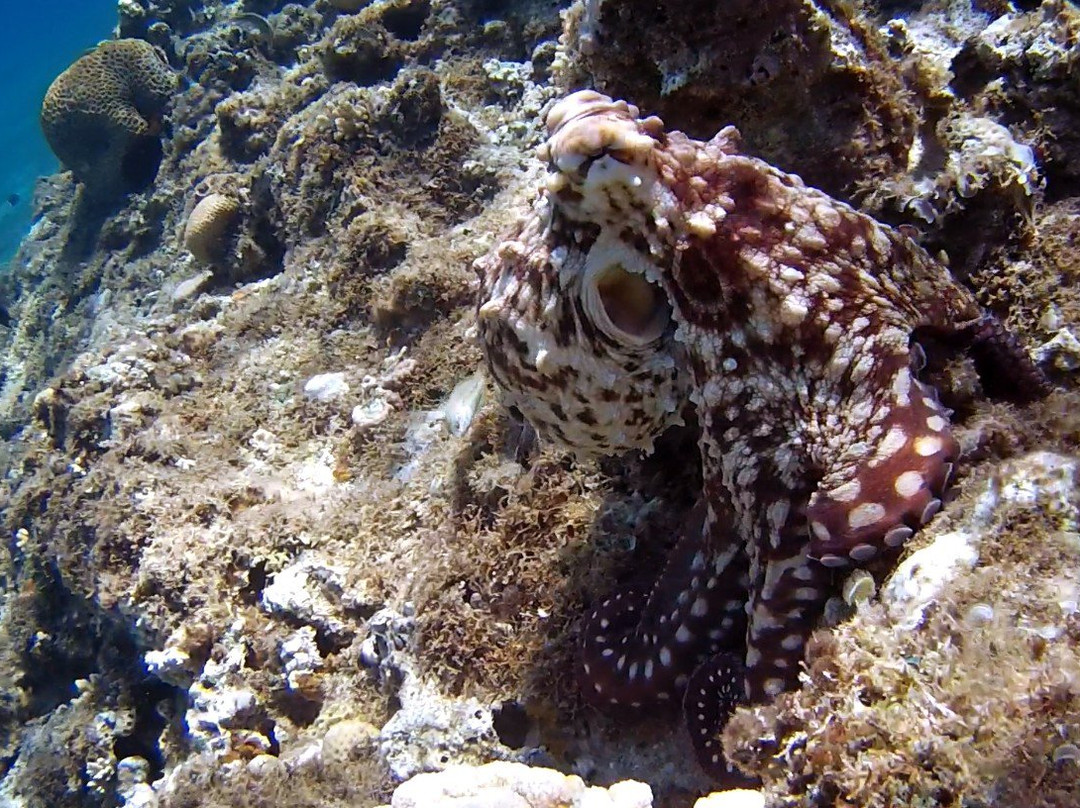 Coral Reefs-达哈卜必去景点