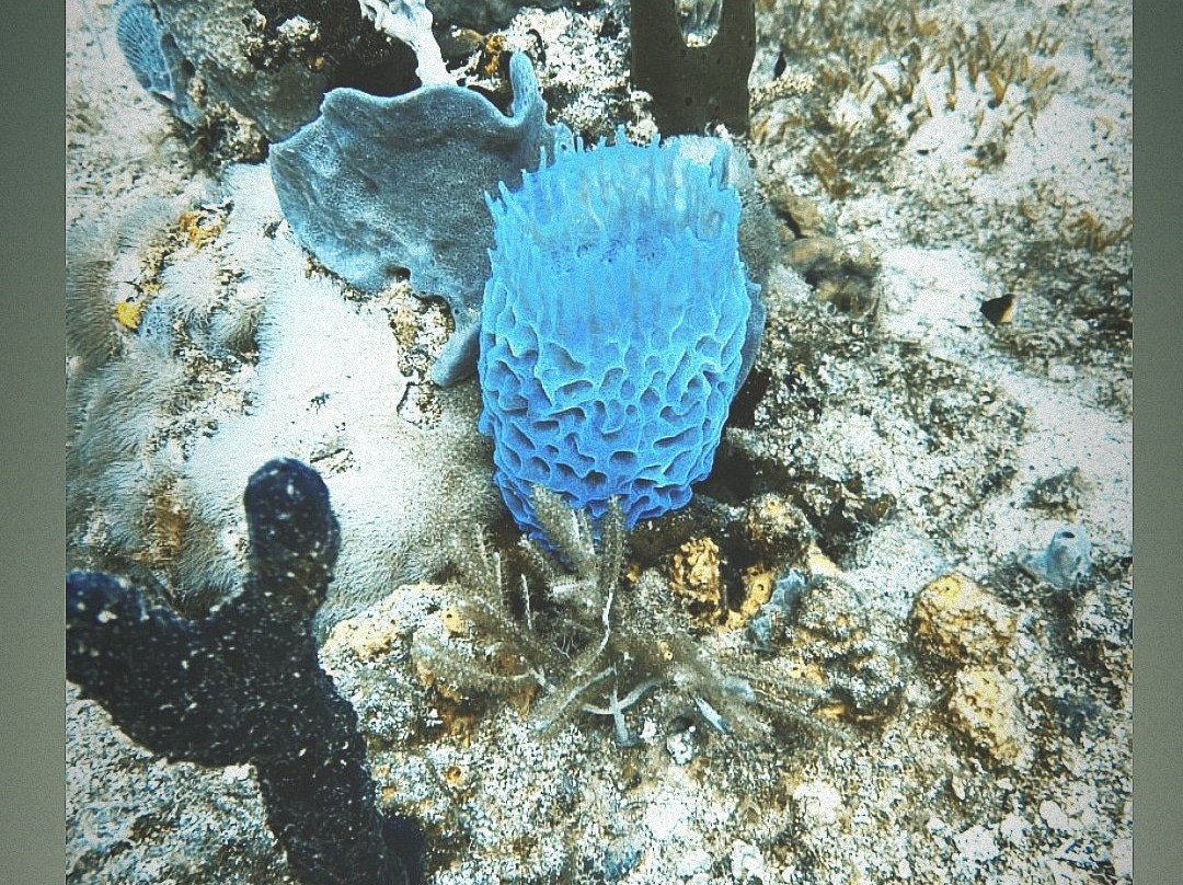 GwadActivites-Le Gosier必去景点