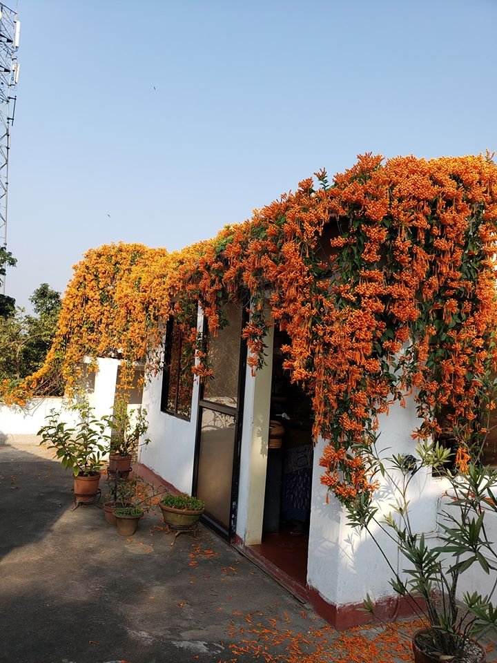 Mitali Homestays-餐饮