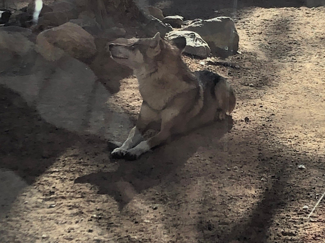 Arabian Wildlife Center-沙迦必去景点