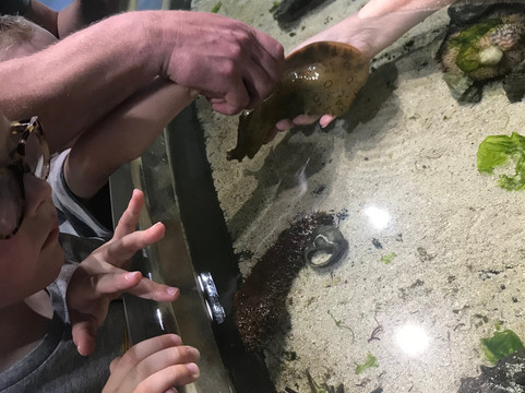 St. Lucie County Aquarium - Smithsonian Marine Ecosystems Exhibit-匹尔斯堡必去景点