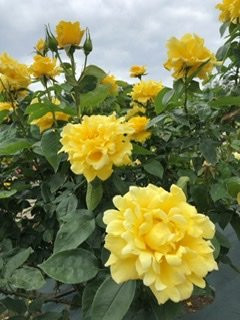 Ikuta Ryokuchi Rose Garden景点图片