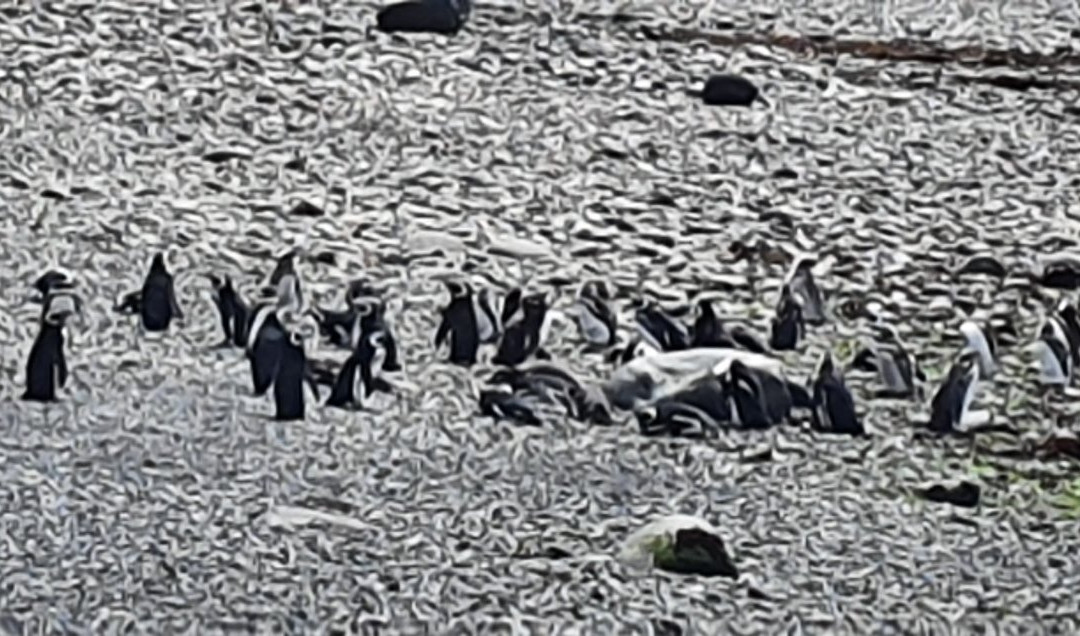 Siempre Verde Turismo-Castro必去景点