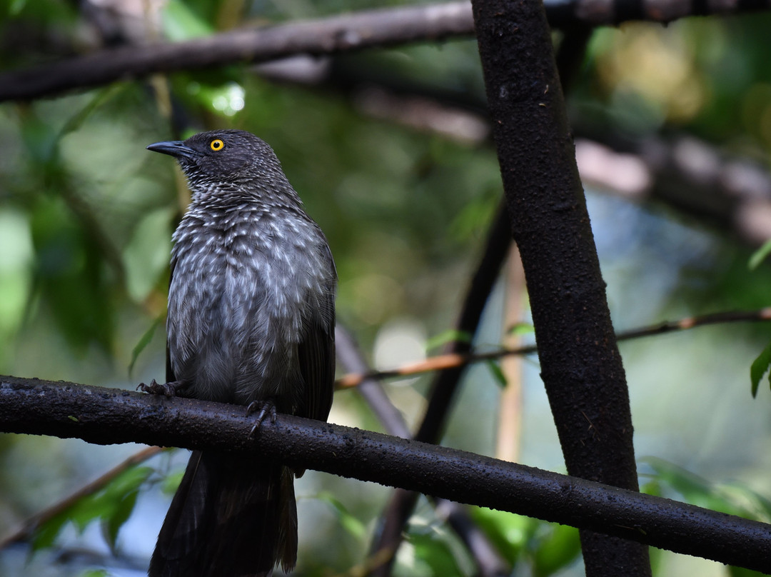 马塞马拉度假帐篷酒店主图