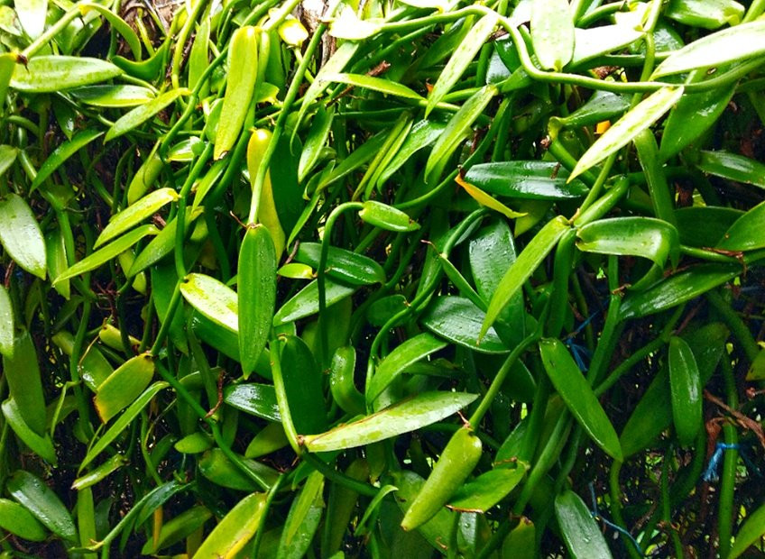 Plantation Vanille Rouloff景点图片