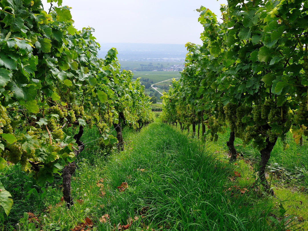 Weingut Georg Müller Stiftung-Hattenheim必去景点