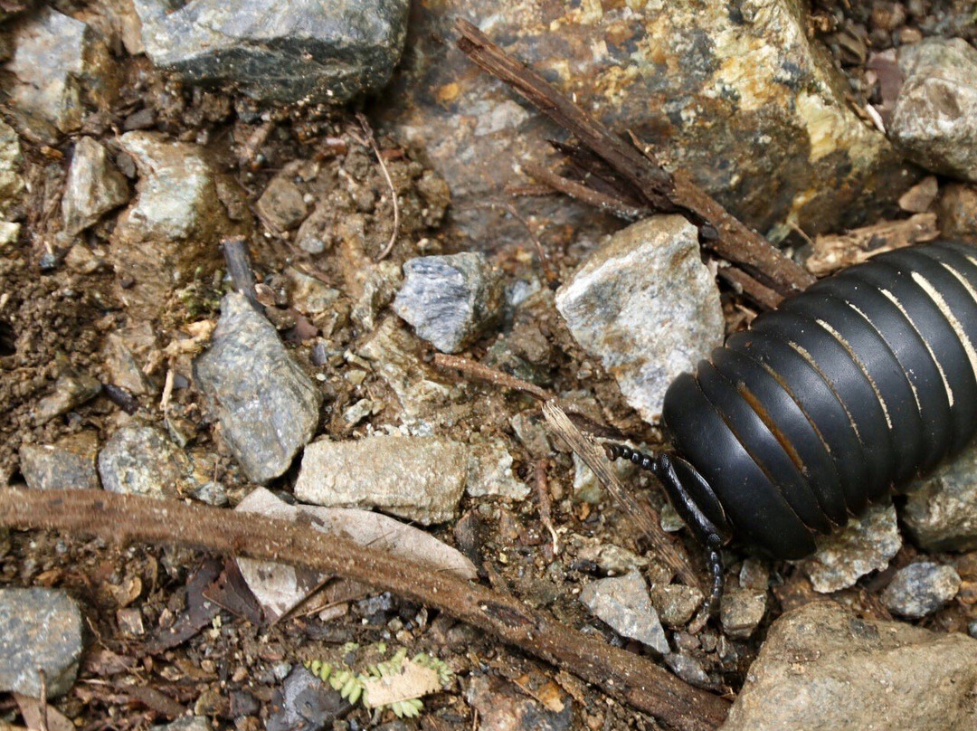Langanan Waterfall-Poring必去景点