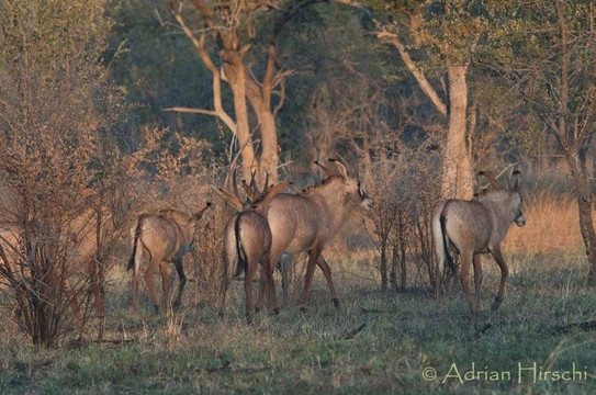 Southern Dynasty Safaris-Kafue必去景点