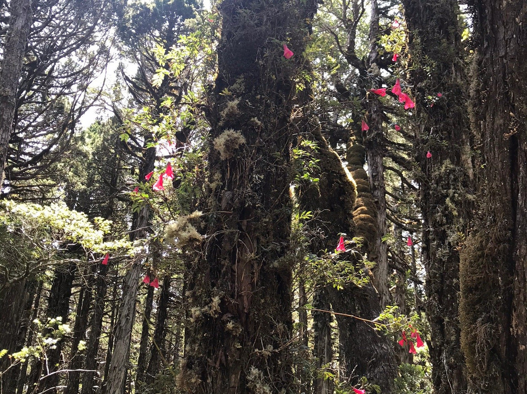 Parque Nacional Alerce Costero-Ciudad La Union必去景点