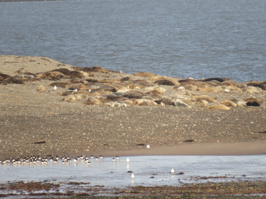 South Walney Nature Reserve-巴罗因弗内斯必去景点