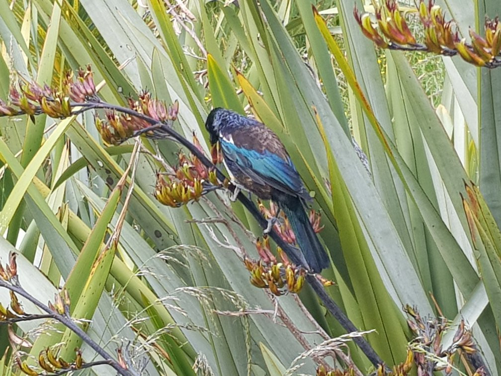 Orokonui Lagoon Walk-Waitati必去景点