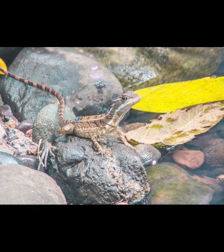 Costa Rica Wáköö Tours-哥斯达黎加安东尼奥国家公园必去景点