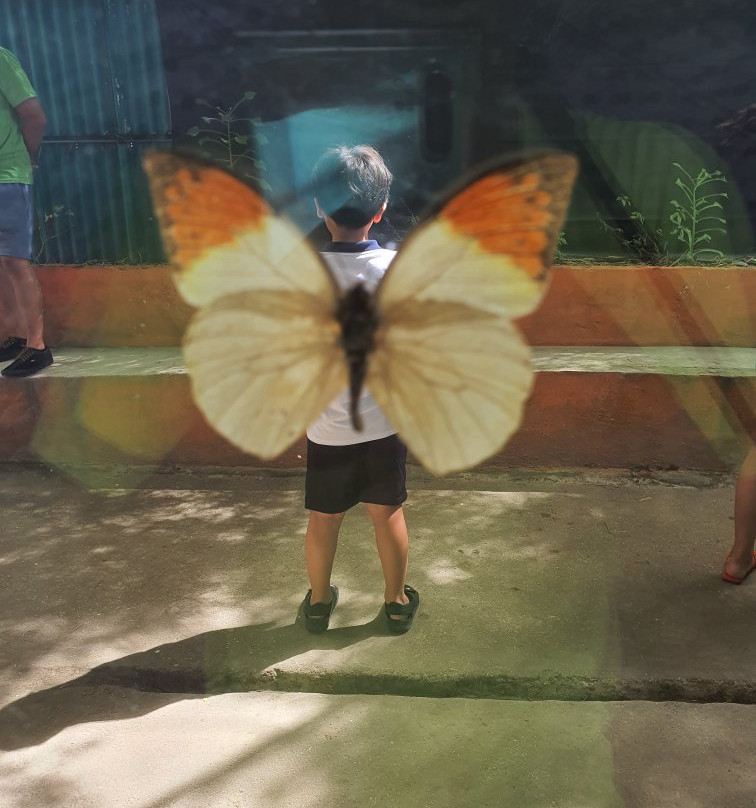 Butterfly Sanctuary at Mambukal Resort景点图片