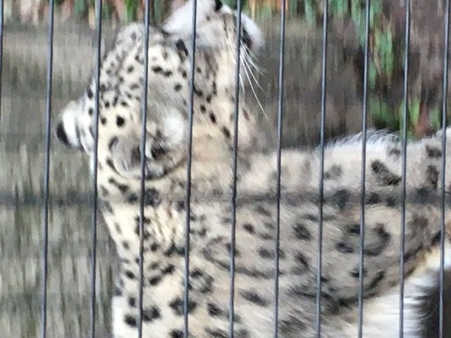 Potter Park Zoo-兰辛必去景点