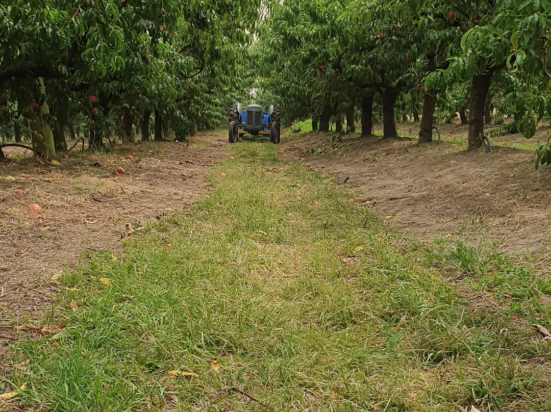 Appleshack at Glenbernie Orchard景点图片