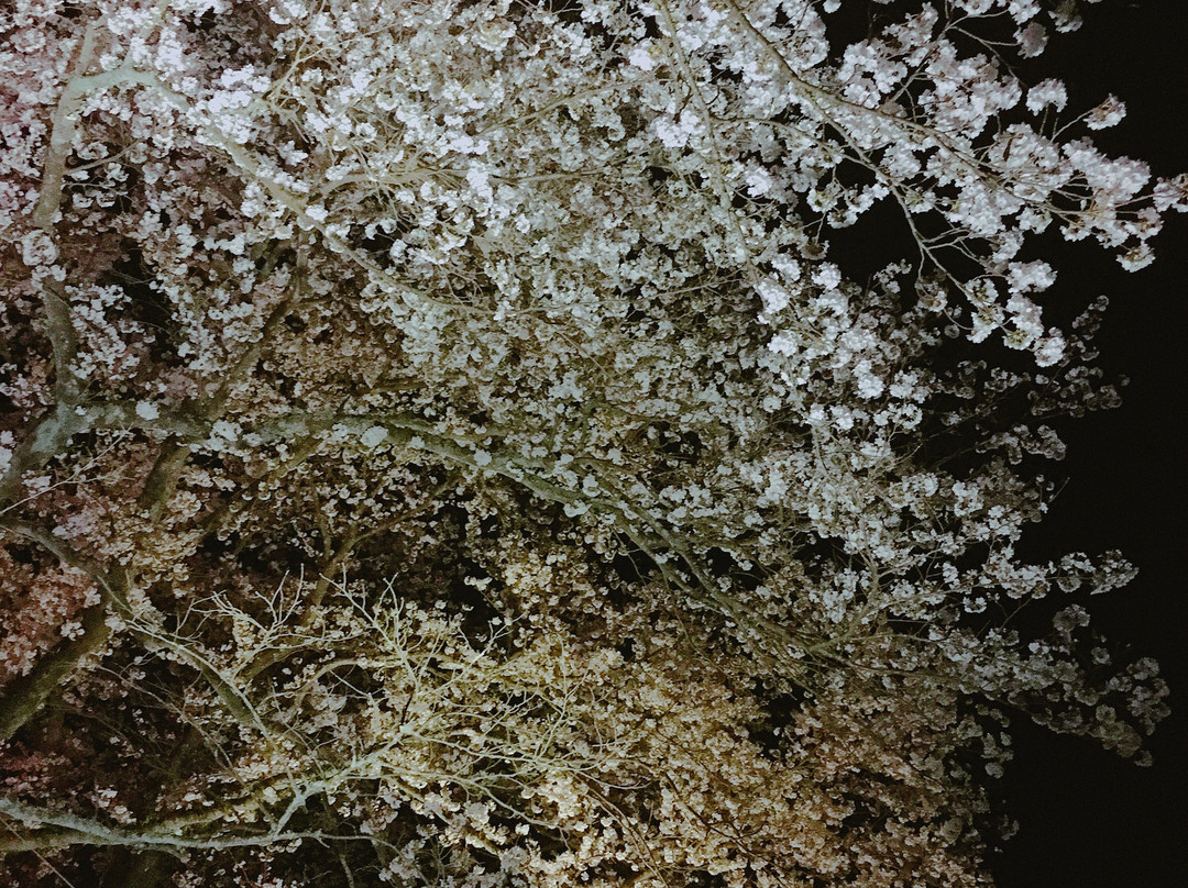 Hikawateibou Cherryblossom Street-云南市必去景点