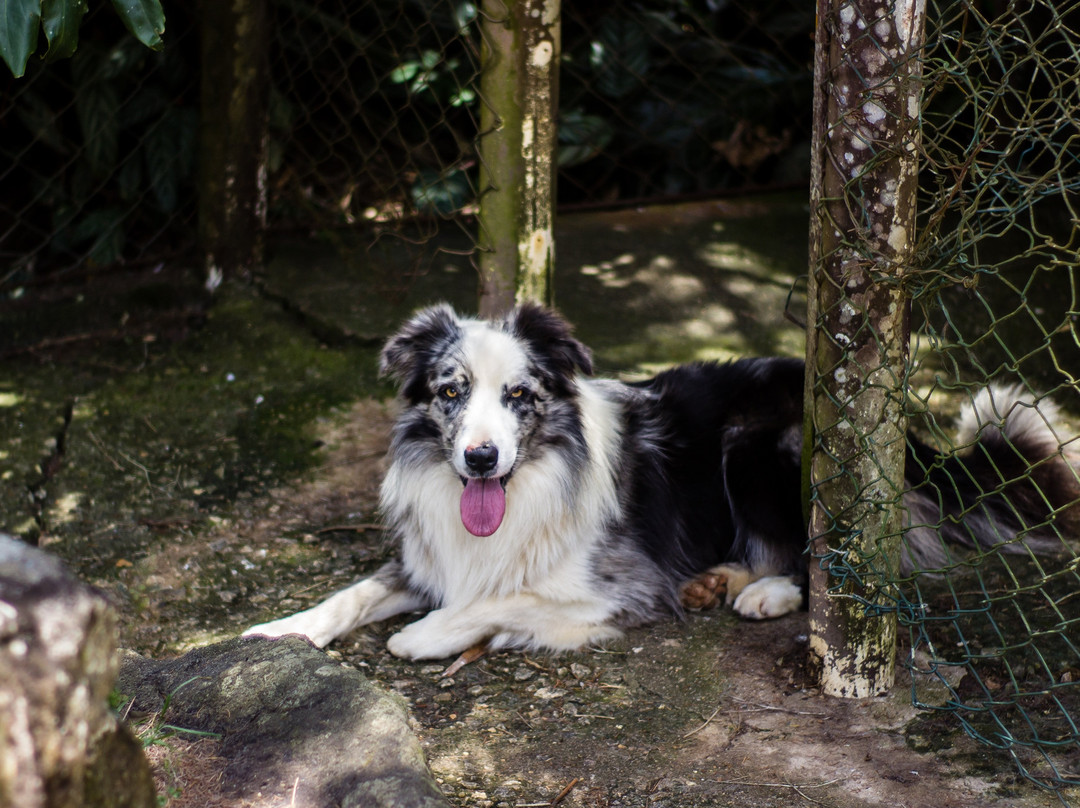 Auberge Suisse主图