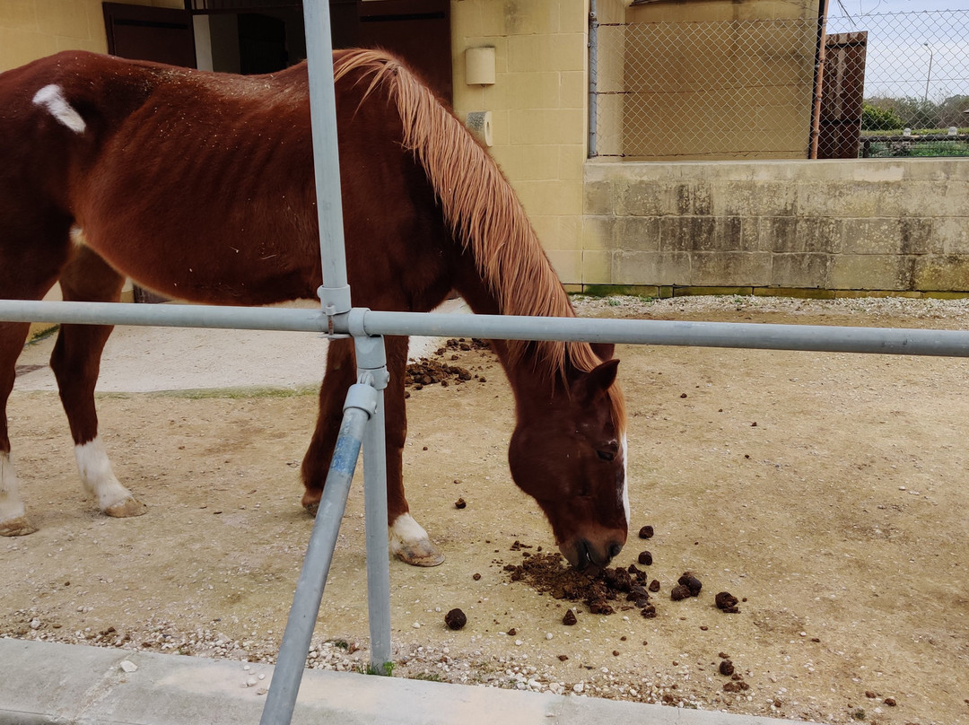 The Petting Farm-Ta' Qali必去景点