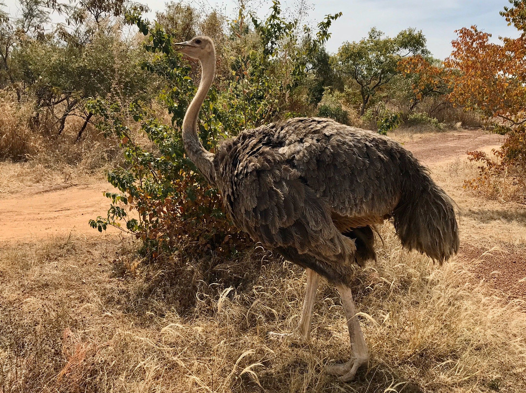 Parc Animalier-瓦加杜古必去景点