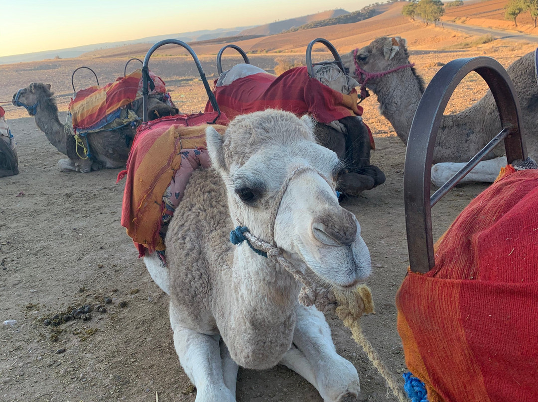 Atlas and Marrakech Day Tours-马拉喀什必去景点