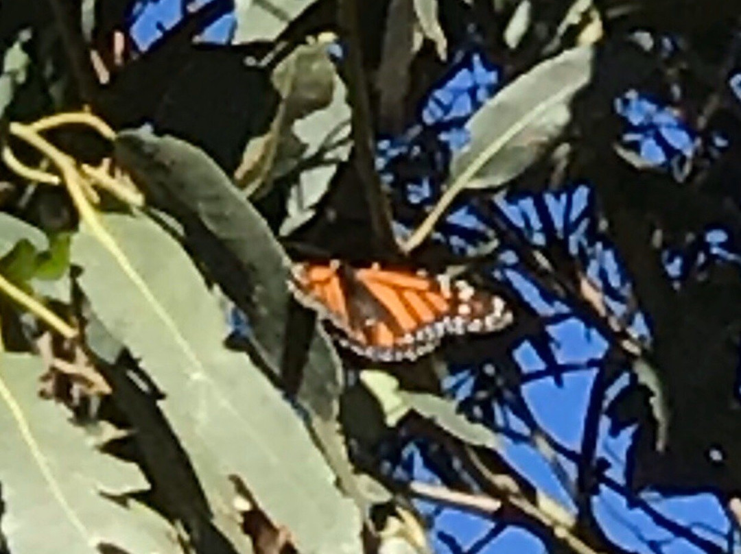 Monarch Butterfly Grove景点图片