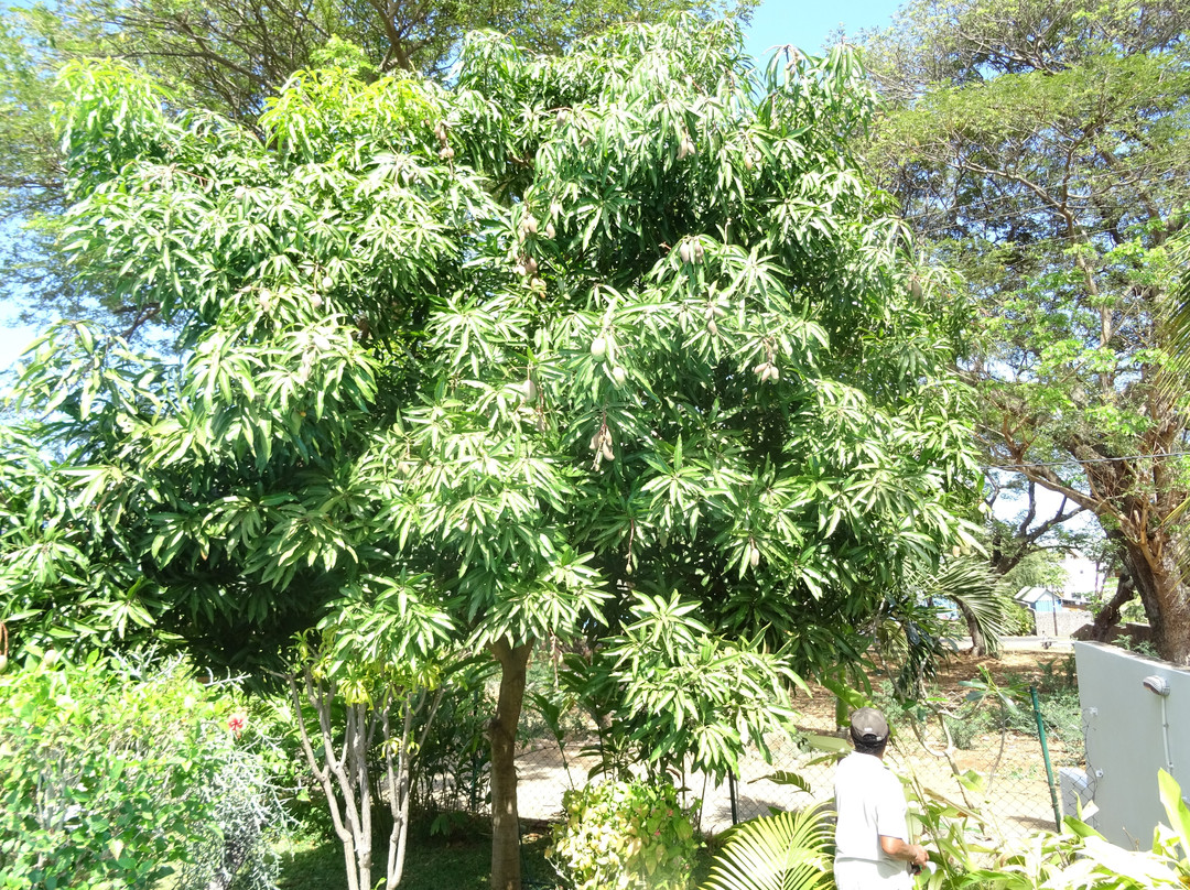 Villa Osumare Guest House主图