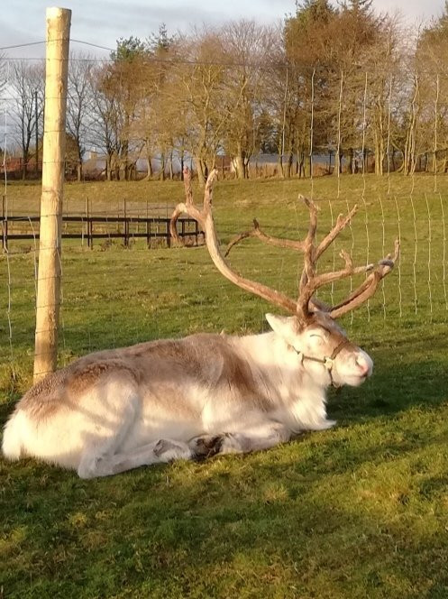 Ythanbank Reindeer-Ellon必去景点