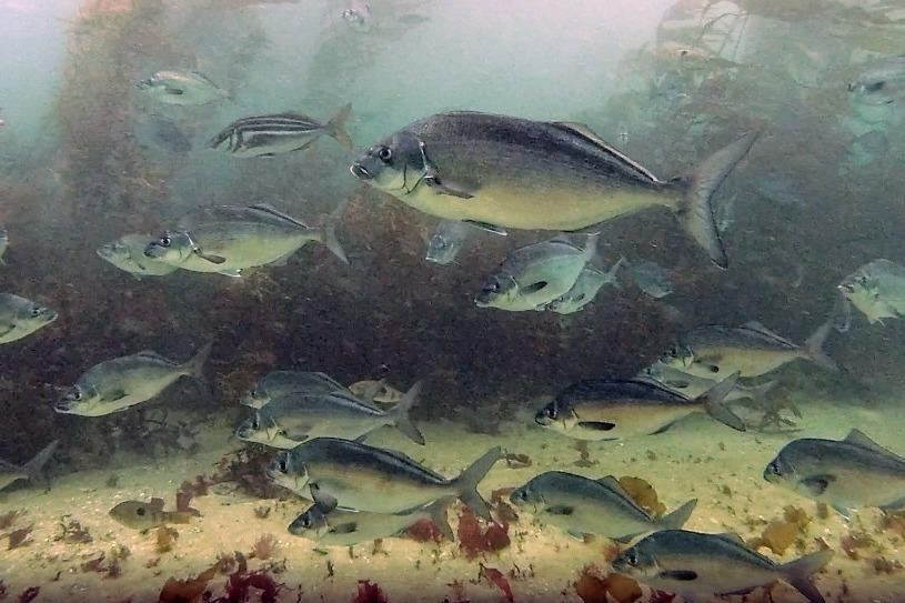 Stewart Island Snorkeling Adventures景点图片