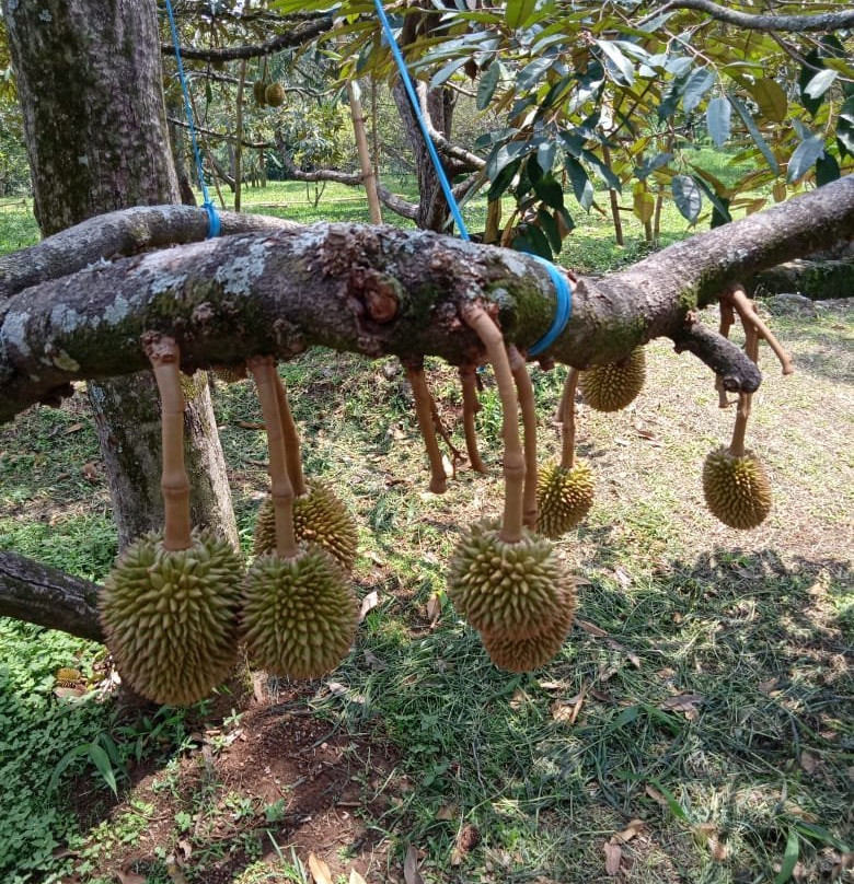 Warso Durian Farm景点图片