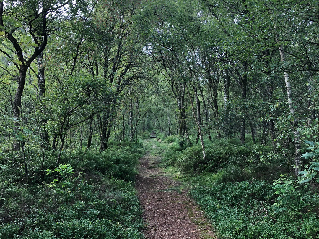 Kirkconnell Flow Nature Reserve-邓弗里斯-加洛韦必去景点