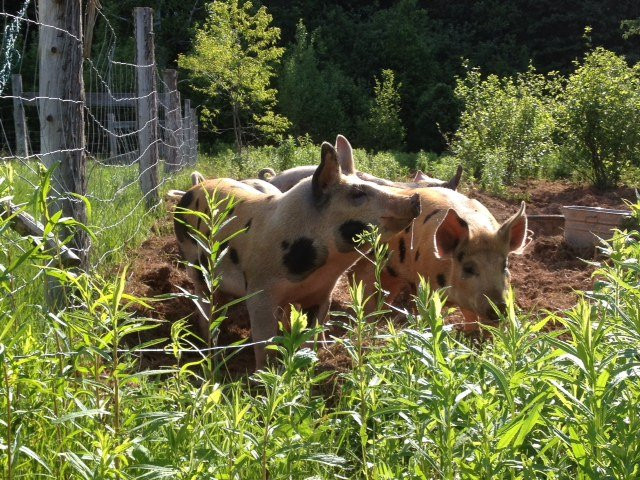 Hope River Farm-斯坦利桥必去景点