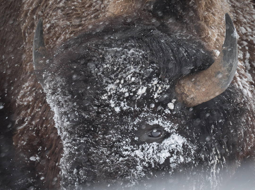 Trent Sizemore Photography-西黄石镇必去景点