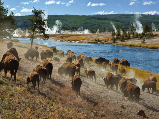 See Yellowstone Tours
