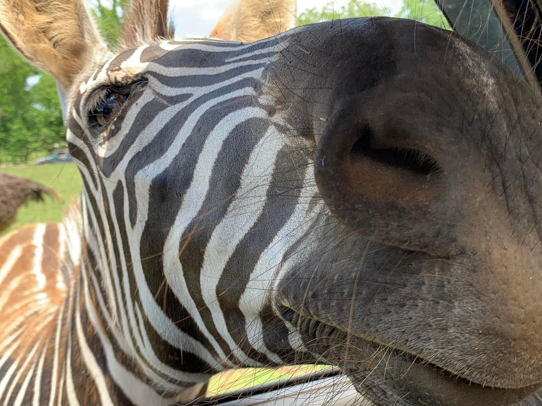 Lake Hartwell Wildlife Safari-Hartwell必去景点