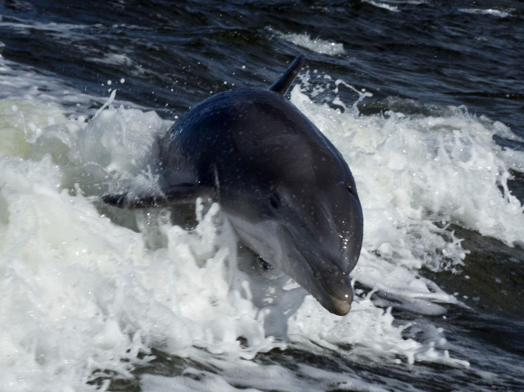 Sanibel Dolphin Tours景点图片