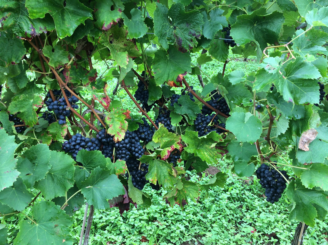 Doniene Gorrondona Txakolina-巴基奥必去景点