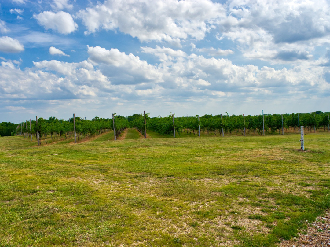 Square Cloud Winery景点图片