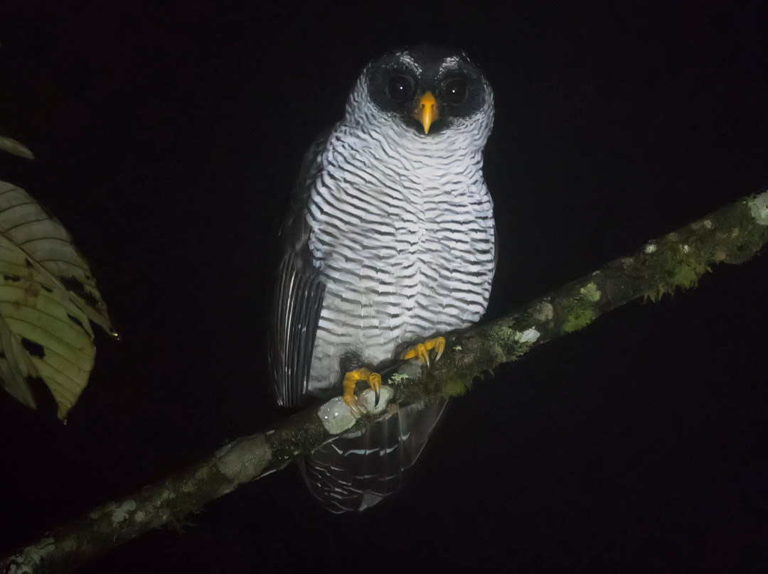Choco Toucan Reserve-San Miguel de los Bancos必去景点