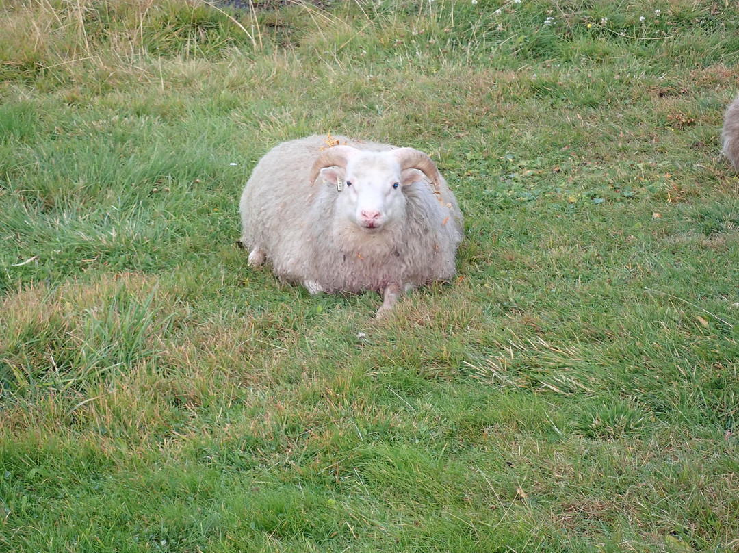 Fossholl Guesthouse主图