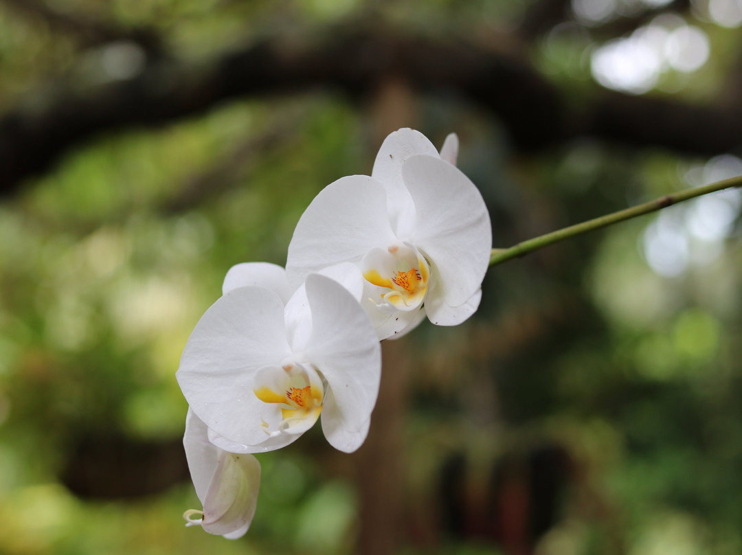 Pousada Mangabeiras主图