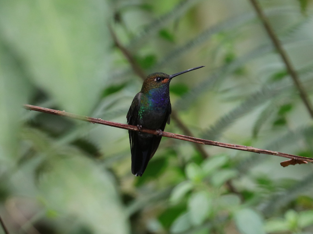 Pacha Quindi Nature Refuge-Tandayapa必去景点